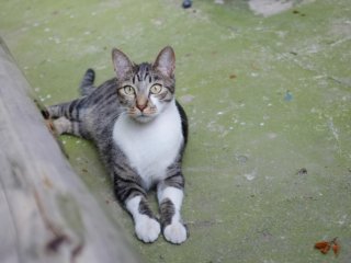 A picture of a cat
